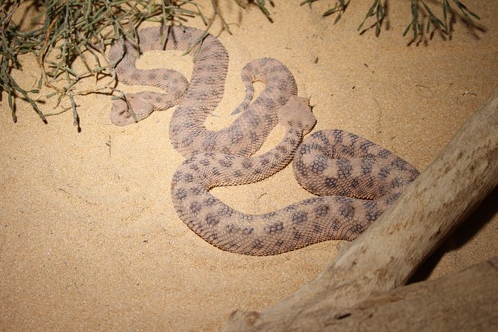 horn-viper-2018522__480.jpg
