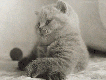 https___lh4_googleusercontent_com_IPMa9GSuxbuy1oVfgLGrMMDNM0ZxQO090jlSwB1WGkYZ=s0-d.gif