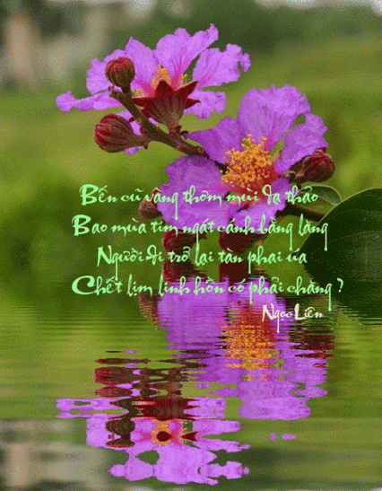 image.gif