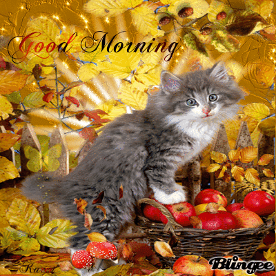 image.gif
