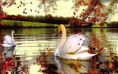 image.gif