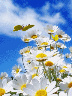 image.gif