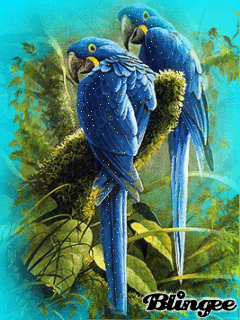 image.gif