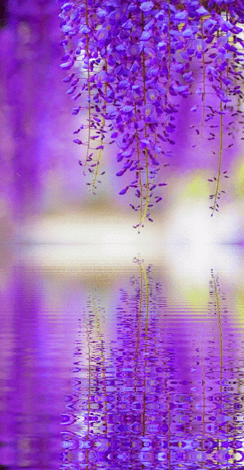 image.gif