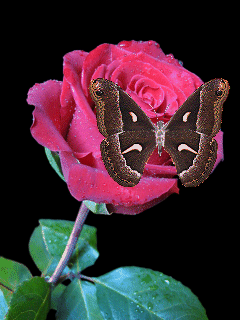 image.gif