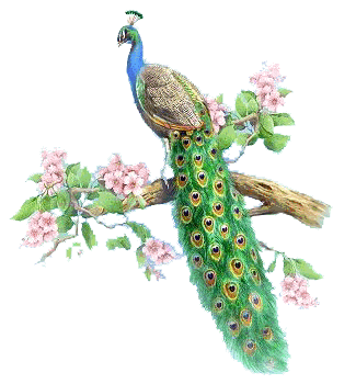 image.gif