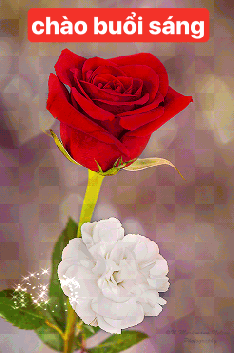 image.gif