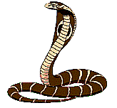 image.gif