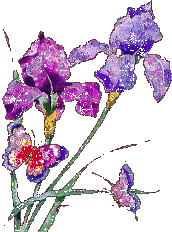 image.gif