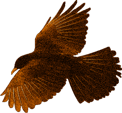 image.gif