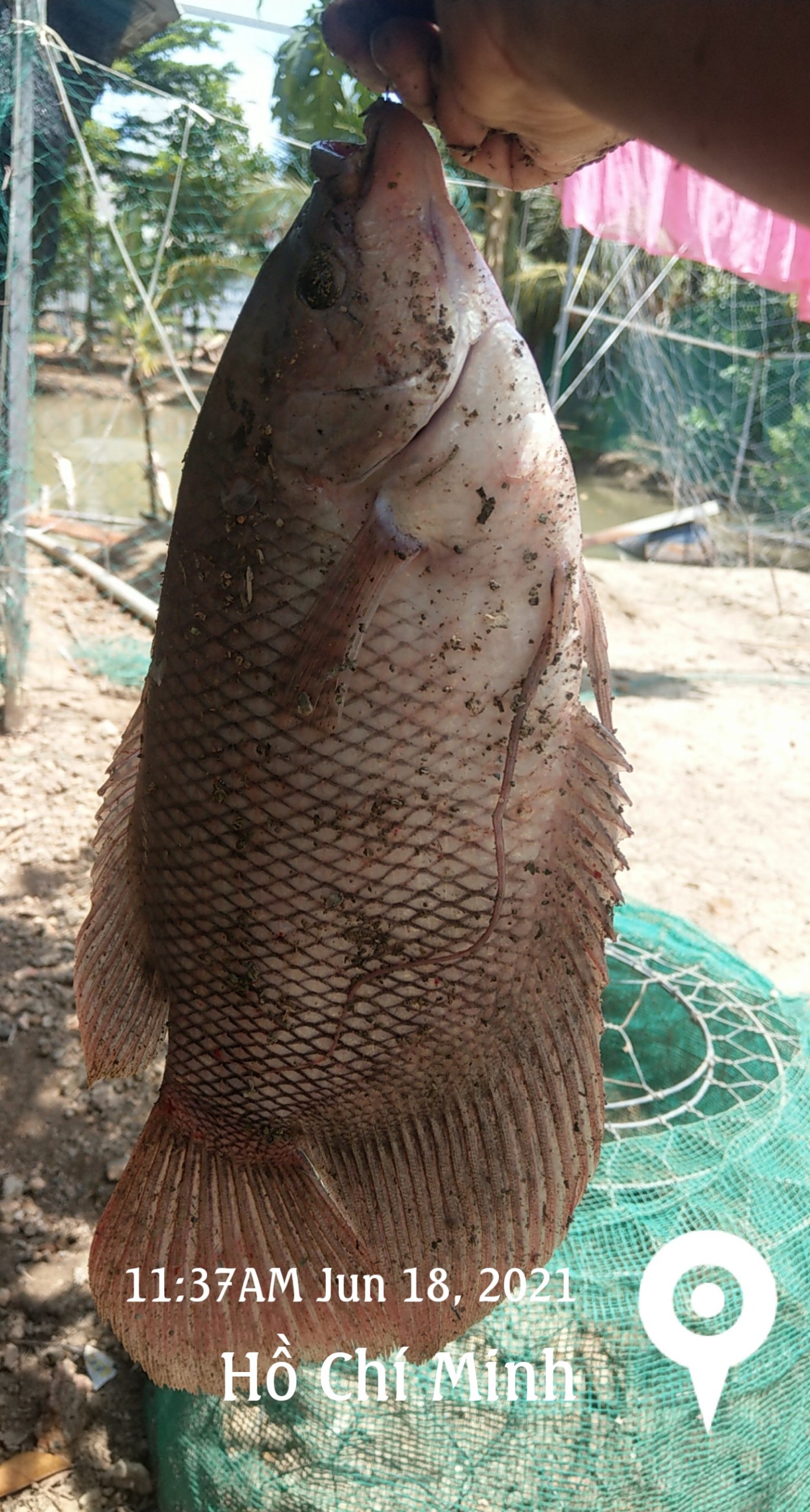 IMG_20210618_113859.jpg