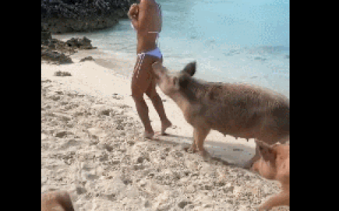 IMG_2214.GIF