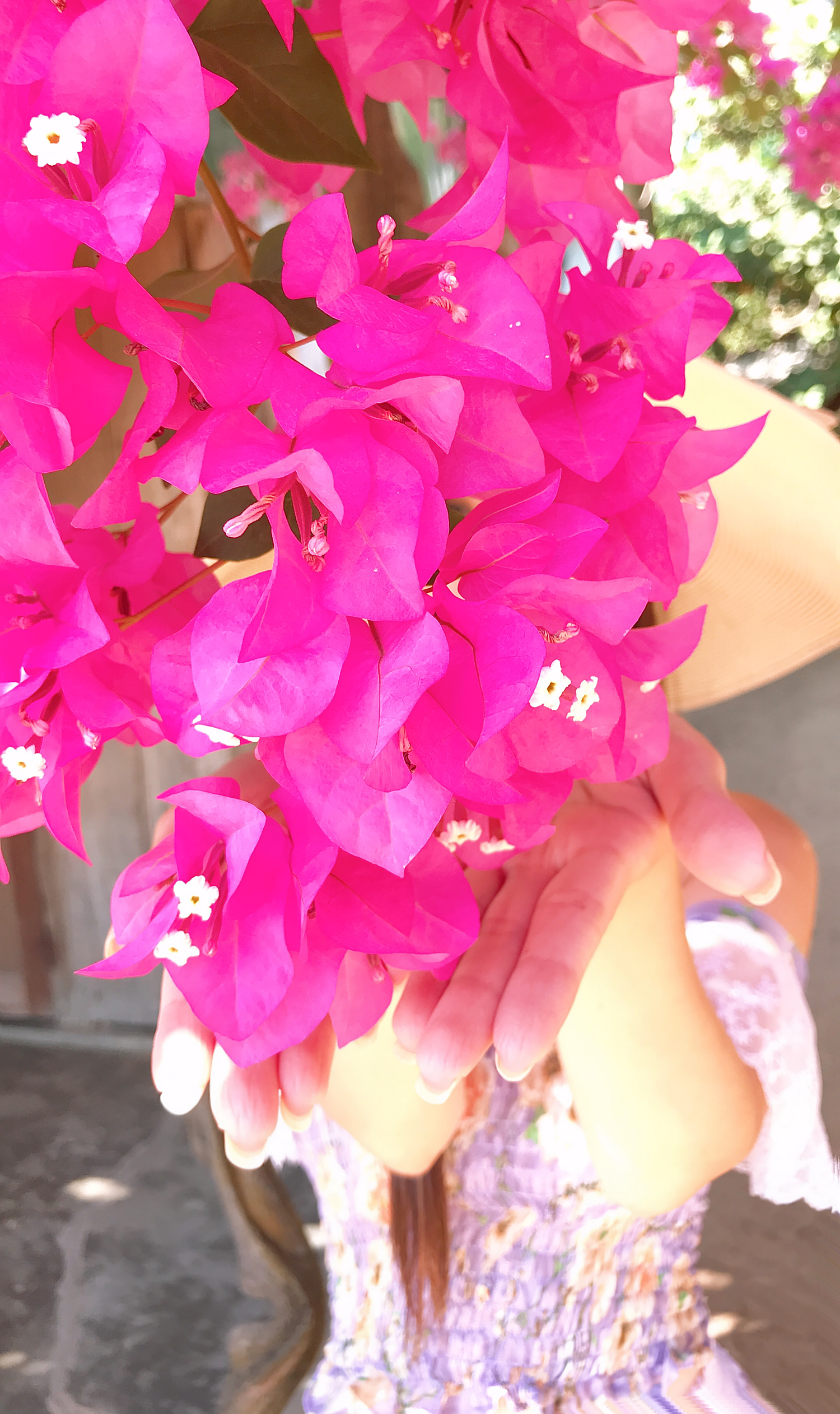 IMG_3246.PNG