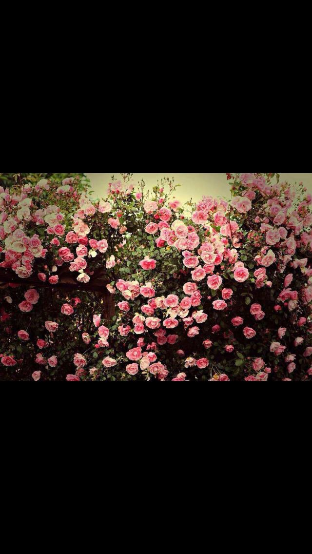 IMG_9443.PNG