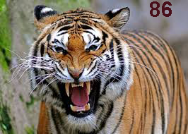 imgres 86.jpg