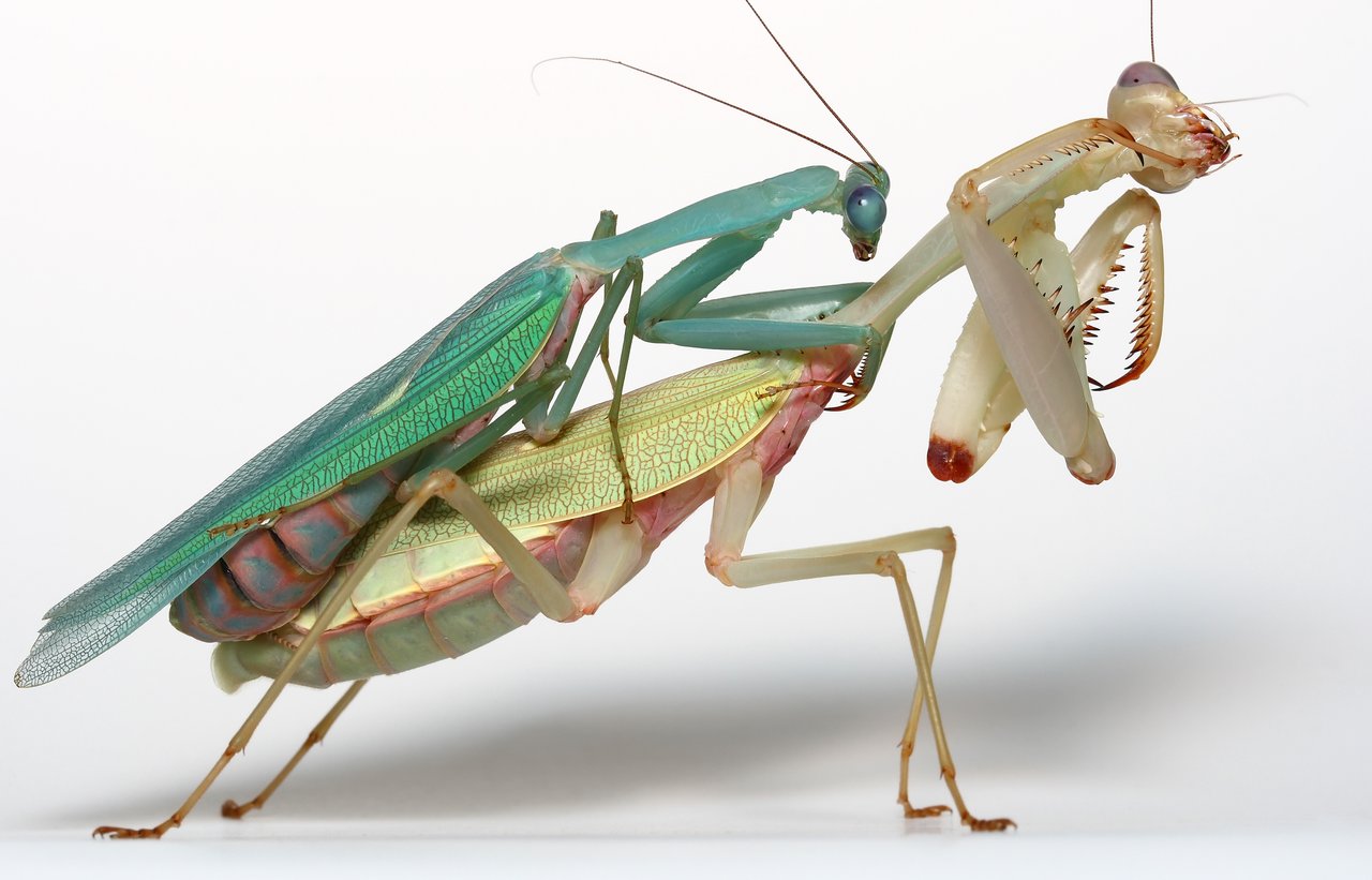 jade_mantis_mating_pair_01_by_macrojunkie.jpg