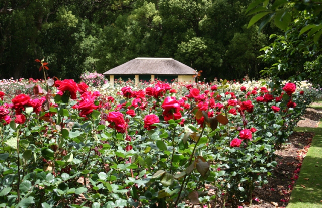 jardim-de-rosas[1].jpg