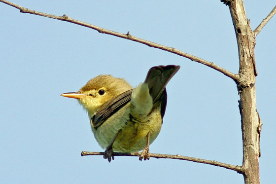 melodious_warbler_hippolais_polyglotta_peter_harris[1].jpg