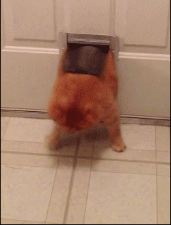 Mèo chui lỗ Gif.gif