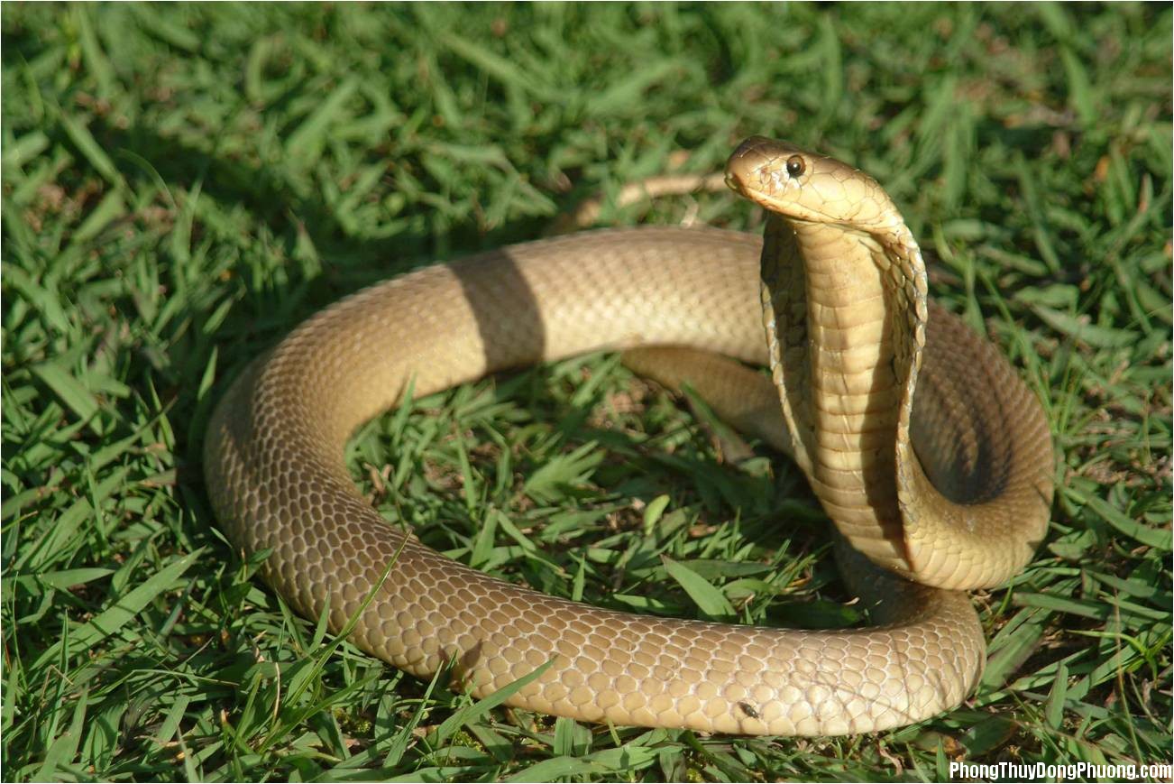 mo-thay-con-ran.jpg