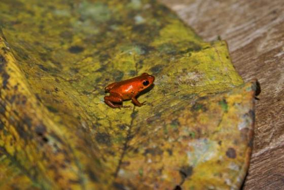 new-poison-dart-frog-s2048x1371-p-3157f.jpg