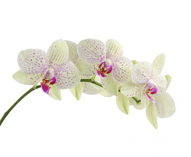 orquidea[1].jpg