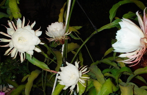 Quỳnh.jpg