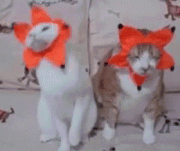 received_247708779085106.gif