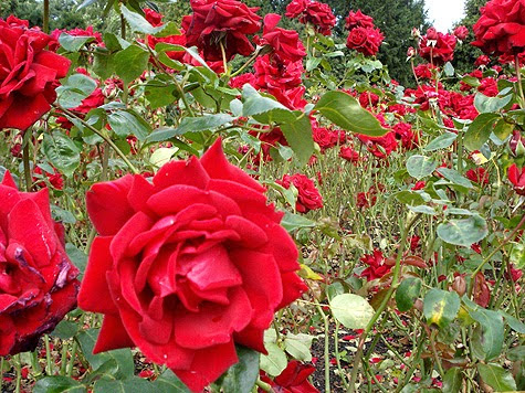 rosas%2B%25283%2529[1].jpg