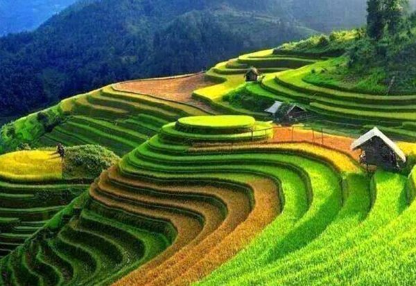 ruong-bac-thang-sapa-lua-xa[1].jpg
