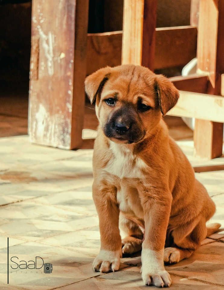 SAAD_ELTINAY_Unhappy Puppy_ZUBiRg.jpg