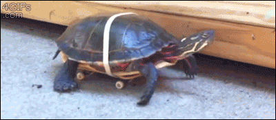 Skateboardingturboturtle (1).gif