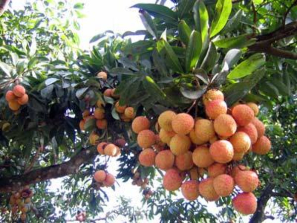 vai-thieu-BG-05b90[1].jpg