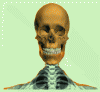 skull_2.gif