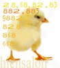 ist2_9519893-chicken-against-white-background.jpg