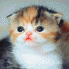 avatar_198.gif