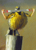 dophuquy.com_05.gif
