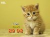 cute-kitten-wallpaper-desktop-backgrounds.jpg