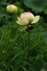 IMG_8250.JPG