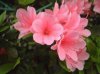 IMG_3800.JPG
