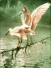 IMG_4416.GIF