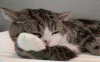 tumblr-ny4gq2igns1qzefipo1-500-1467947863093-0-18-281-400-crop-1467947980961.gif