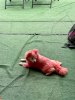 IMG_1617.jpeg