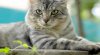 meocute004.jpg