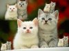 470369ca_cat43 copy.jpg