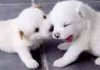 upload_2016-9-11_17-15-4.jpeg