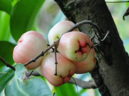 miminguyen
