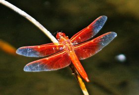 Chuồn Chuồn Ớt __