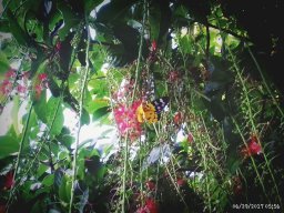 tuyphong0409