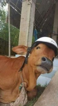Thành Gold 888